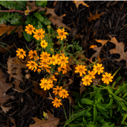 cheerful yellow flowers